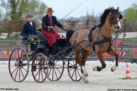 2017-03 Indoor de Deauville - CCA Chevaux, 05-DSC_3901
