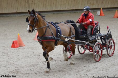 2017-03 Indoor de Deauville - CCA Chevaux, 05-DSC_4479