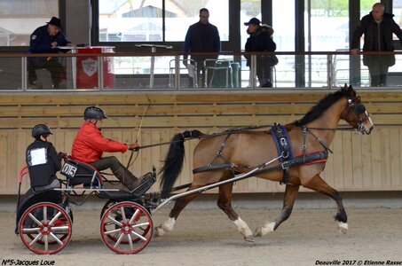 2017-03 Indoor de Deauville - CCA Chevaux, 05-DSC_4480