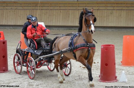 2017-03 Indoor de Deauville - CCA Chevaux, 05-DSC_4482