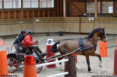 2017-03 Indoor de Deauville - CCA Chevaux, 05-DSC_4485