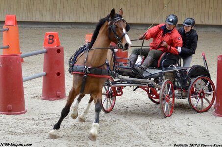 2017-03 Indoor de Deauville - CCA Chevaux, 05-DSC_4493