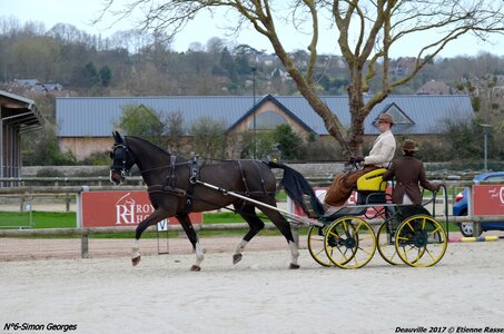2017-03 Indoor de Deauville - CCA Chevaux, 06-DSC_3906