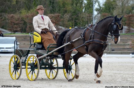 2017-03 Indoor de Deauville - CCA Chevaux, 06-DSC_3909