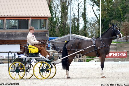 2017-03 Indoor de Deauville - CCA Chevaux, 06-DSC_3912