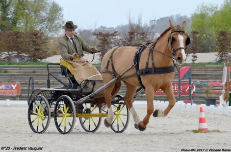 2017-03 Indoor de Deauville - CCA Chevaux, 20-DSC_3936