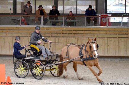 2017-03 Indoor de Deauville - CCA Chevaux, 20-DSC_4533