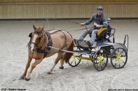 2017-03 Indoor de Deauville - CCA Chevaux, 20-DSC_4538