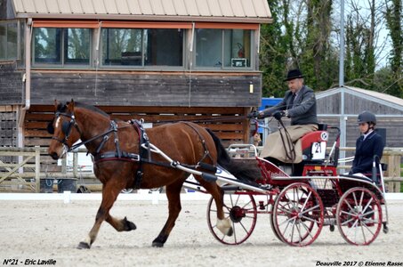 2017-03 Indoor de Deauville - CCA Chevaux, 21-DSC_3941