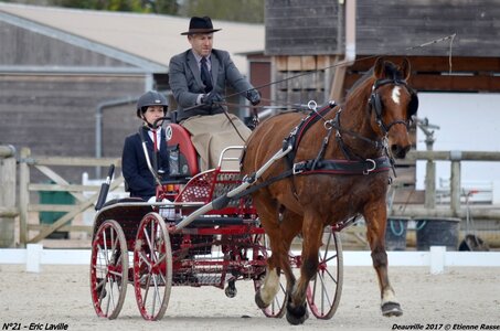 2017-03 Indoor de Deauville - CCA Chevaux, 21-DSC_3943