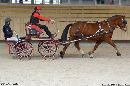 2017-03 Indoor de Deauville - CCA Chevaux, 21-DSC_4542