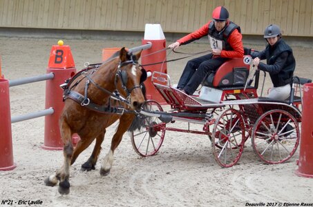 2017-03 Indoor de Deauville - CCA Chevaux, 21-DSC_4555