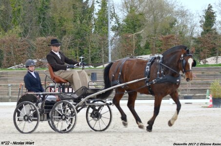 2017-03 Indoor de Deauville - CCA Chevaux, 22-DSC_3959