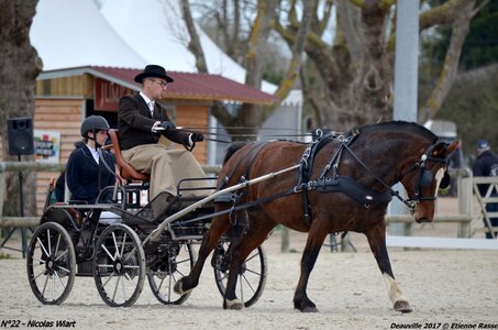 2017-03 Indoor de Deauville - CCA Chevaux, 22-DSC_3961