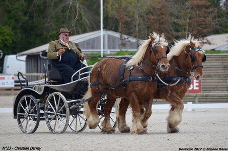 2017-03 Indoor de Deauville - CCA Chevaux, 23-DSC_3998
