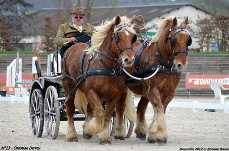 2017-03 Indoor de Deauville - CCA Chevaux, 23-DSC_4004