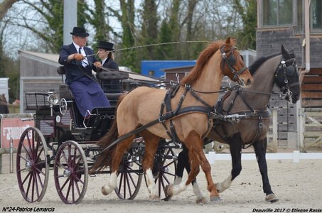 2017-03 Indoor de Deauville - CCA Chevaux, 24-DSC_4027
