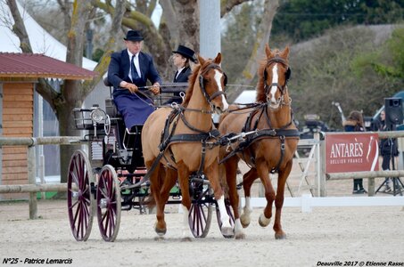 2017-03 Indoor de Deauville - CCA Chevaux, 25-DSC_3872