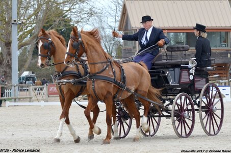 2017-03 Indoor de Deauville - CCA Chevaux, 25-DSC_3877