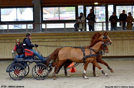 2017-03 Indoor de Deauville - CCA Chevaux, 25-DSC_4724