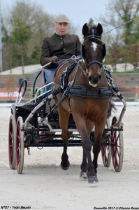 2017-03 Indoor de Deauville - CCA Poneys, 07-DSC_3817