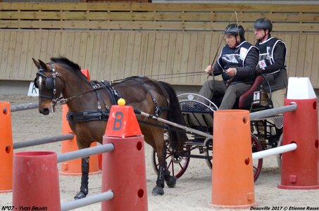 2017-03 Indoor de Deauville - CCA Poneys, 07-DSC_4238