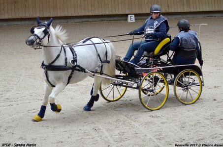 2017-03 Indoor de Deauville - CCA Poneys, 08-DSC_4177
