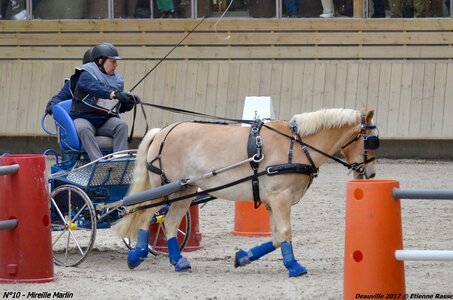2017-03 Indoor de Deauville - CCA Poneys, 10-DSC_4442