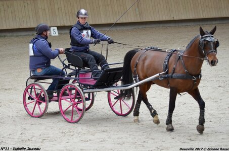 2017-03 Indoor de Deauville - CCA Poneys, 11-DSC_4305