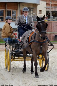 2017-03 Indoor de Deauville - CCA Poneys, 13-DSC_3831