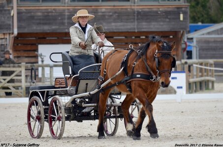 2017-03 Indoor de Deauville - CCA Poneys, 17-DSC_3850