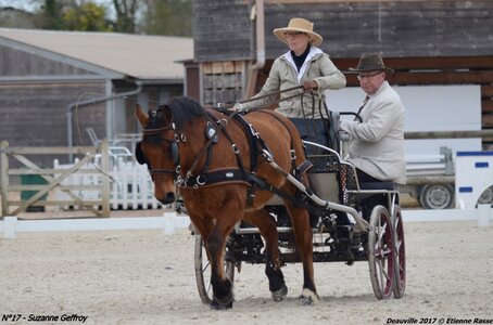 2017-03 Indoor de Deauville - CCA Poneys, 17-DSC_3854