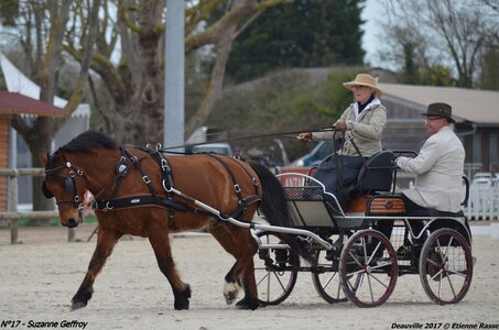 2017-03 Indoor de Deauville - CCA Poneys, 17-DSC_3855