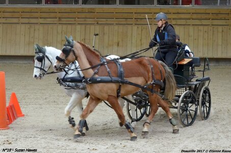2017-03 Indoor de Deauville - CCA Poneys, 18-DSC_4622