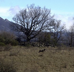 Randonnée du 26 mars 2017 -vallée du Jabron, P3260028  Copier 