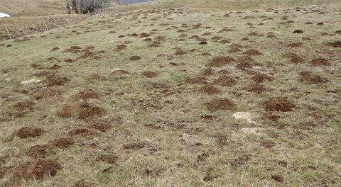 2017-03 CAF CEZALLIER, 2017-03-12_1507