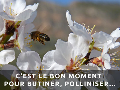 Mes images (public), bee-flight-1152110_1920