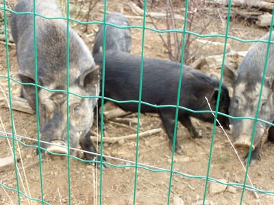 Randonnée du  10/04/2017 sur le tour de Manse, _copie-0_P1010024 (1)