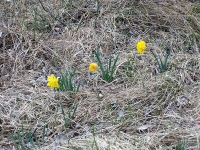 Randonnée du  10/04/2017 sur le tour de Manse, _copie-0_P1010014 (1)