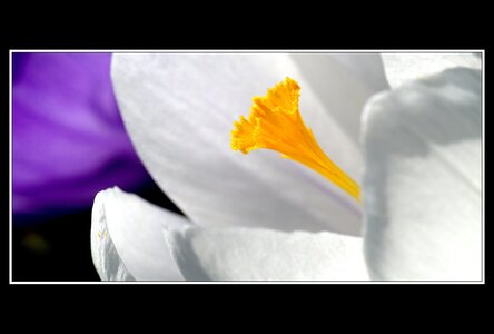 Printemps, 1er album, Fleurs 002