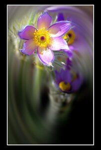 Printemps, 1er album, Fleurs 007