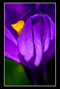 Printemps, 1er album, Fleurs 008