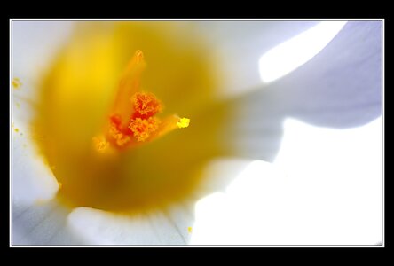 Printemps, 1er album, Fleurs 011