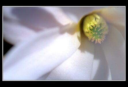 Printemps, 1er album, Fleurs 015
