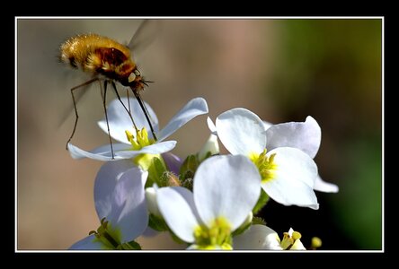 Printemps, 1er album, Fleurs 020