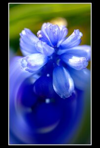 Printemps, 1er album, Fleurs 033