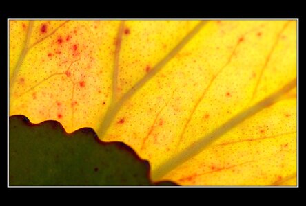 Printemps, 1er album, Fleurs 034