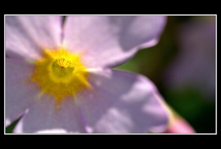 Printemps, 1er album, Fleurs 035