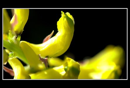 Printemps, 1er album, Fleurs 037