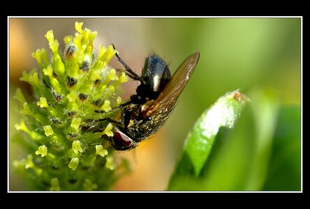 Printemps, 1er album, Fleurs 040